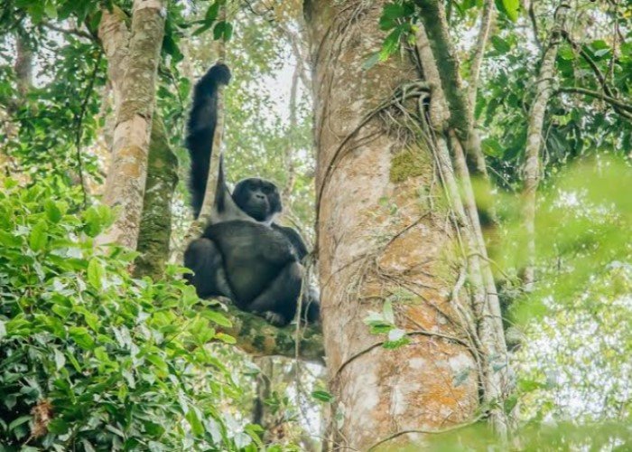 4 Days Rwanda Gorilla Trekking and Lake Kivu Tour
